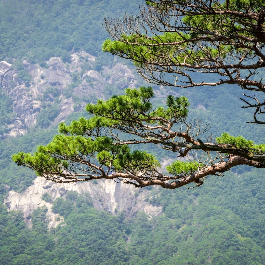 A pine tree branch in the foreground with a mountainous, green backdrop.